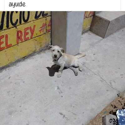 Coastal K9 German Shepherd Rescue of San Diego Valley Center CA