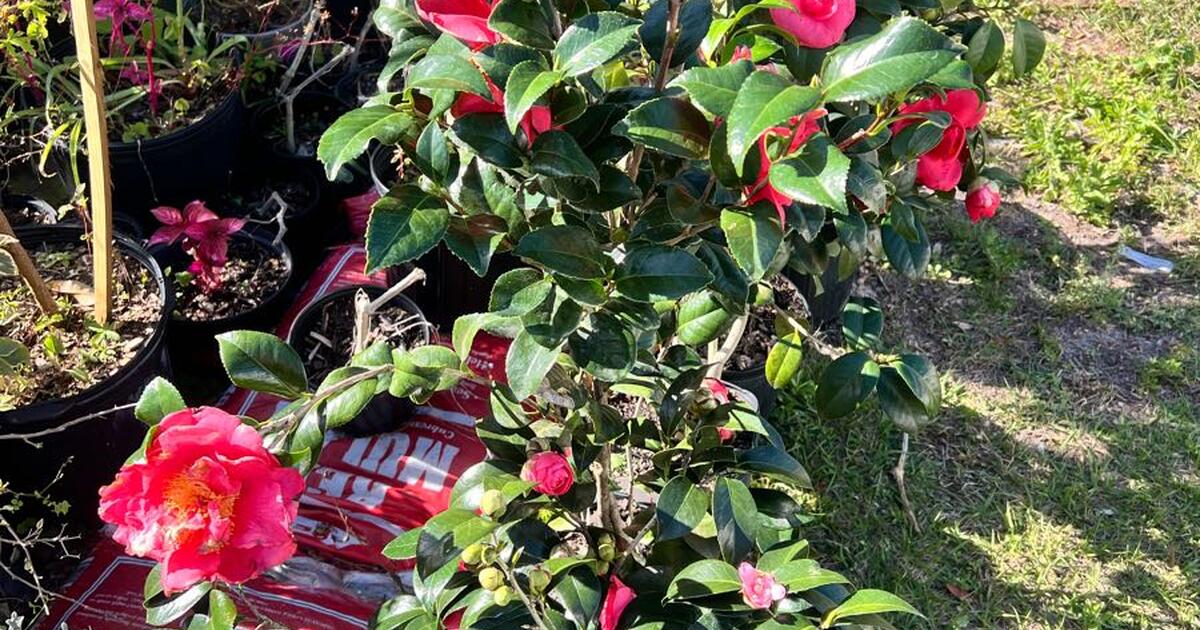 camellias for sale in florida