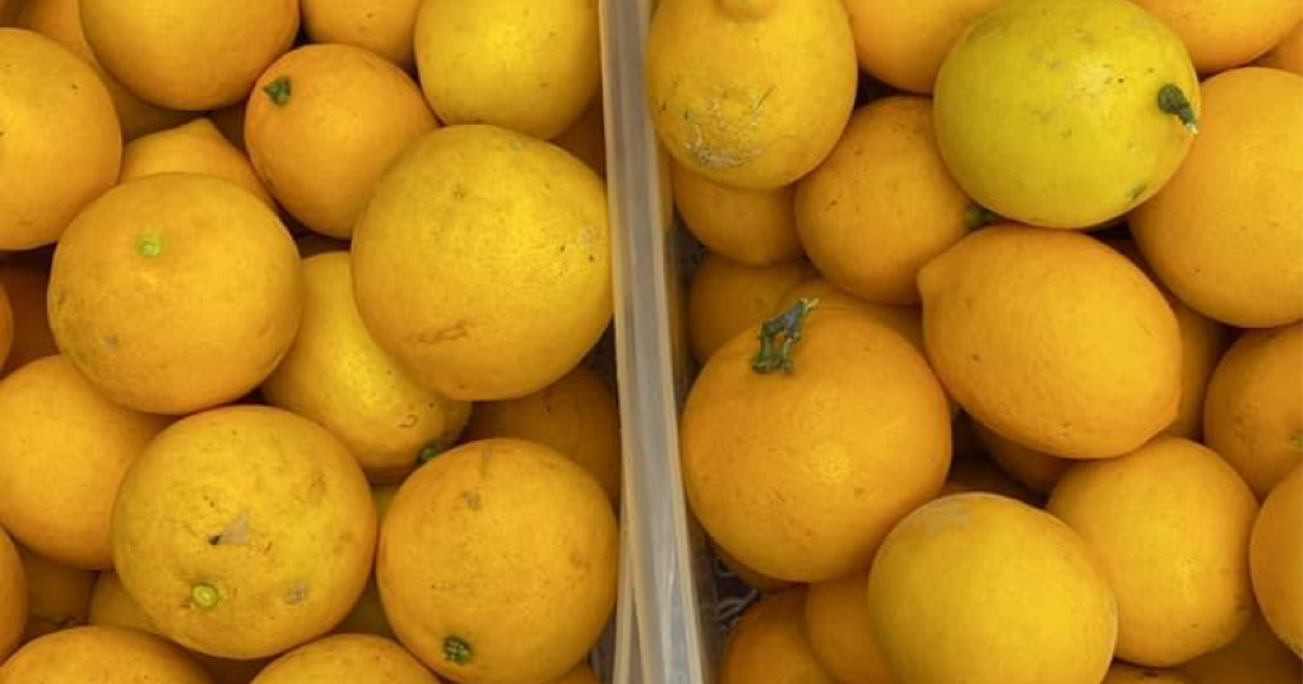 Meyer Lemons for the taking 9225 Irvington Ave for Free in San Diego