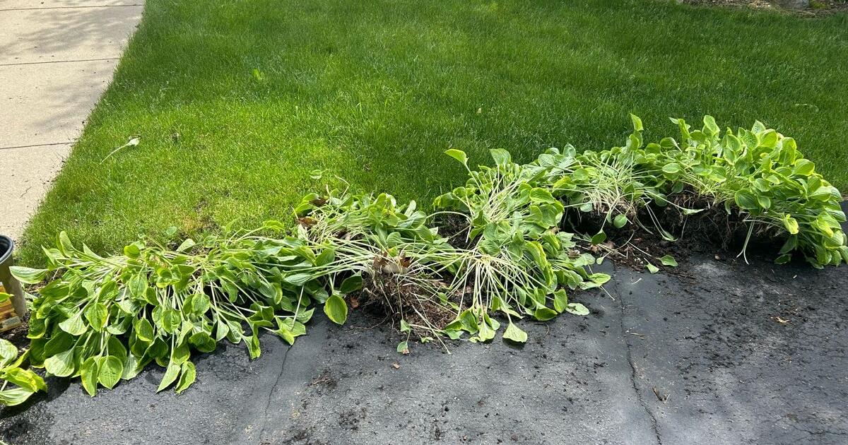 hostas-free-for-free-in-excelsior-mn-for-sale-free-nextdoor