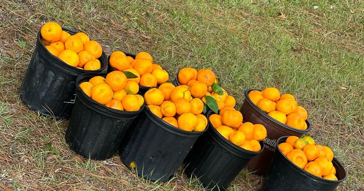 Free Satsuma Cutie Oranges for Free in Yulee, FL For Sale & Free