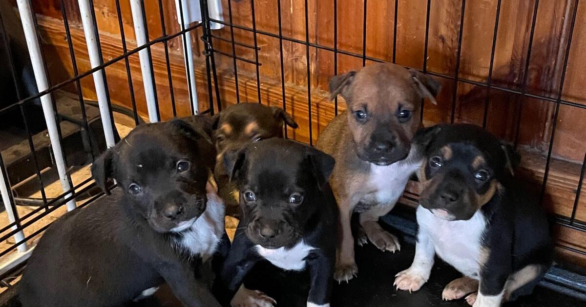 Puppies searching for forever homes for free in baytown tx for sale