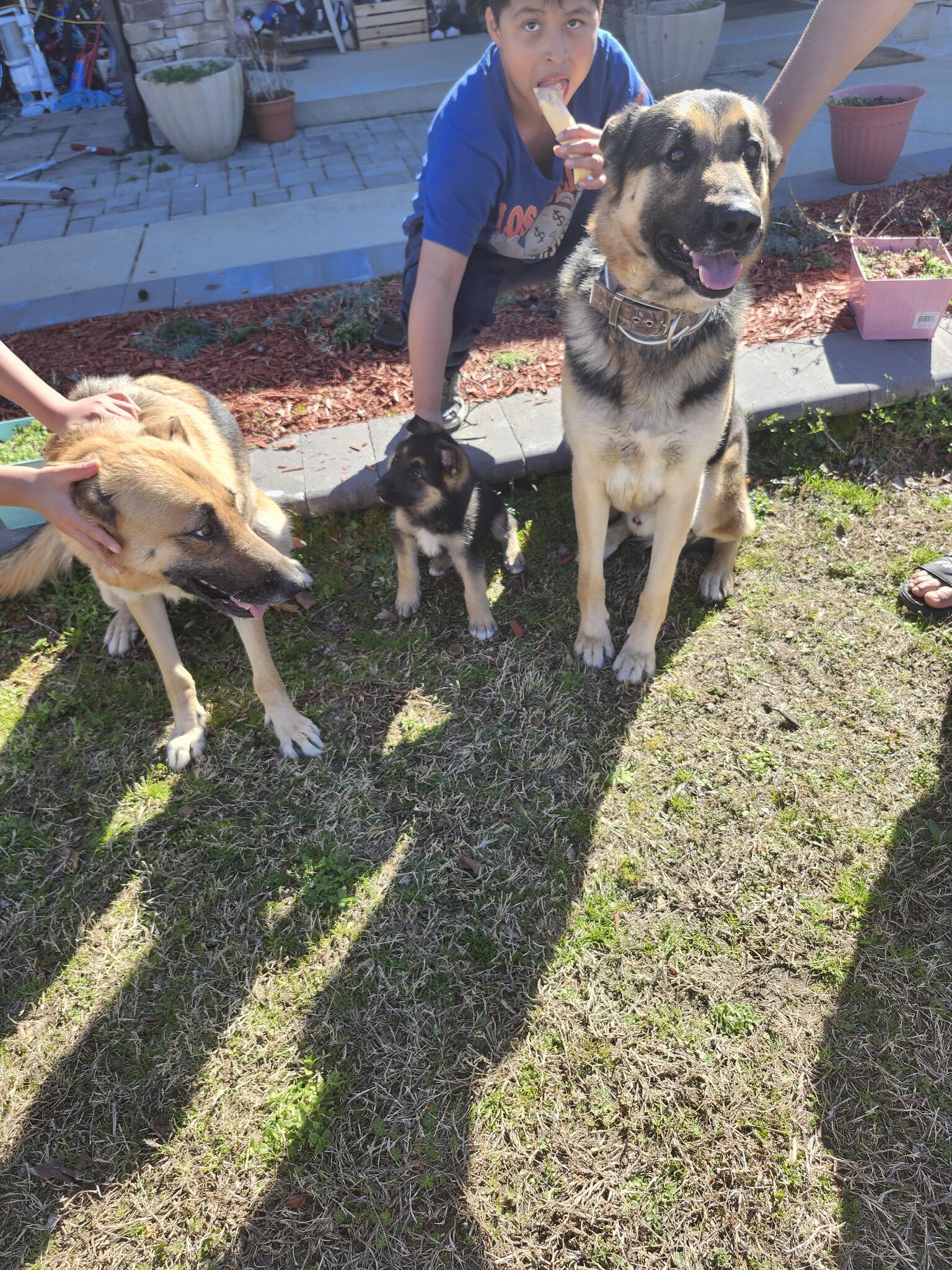 Perros Aleman