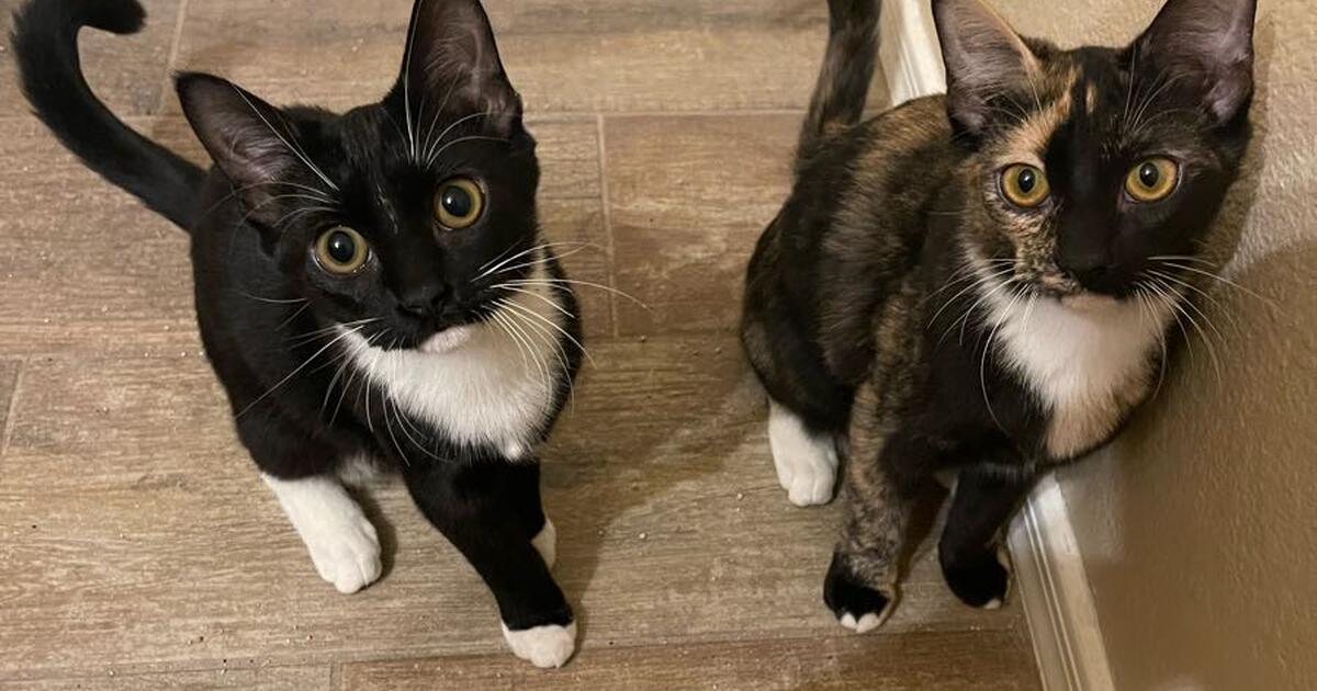 Kittens in need of a good home for Free in Chandler, AZ Finds — Nextdoor
