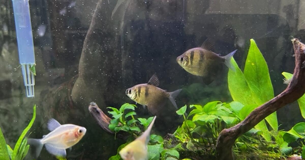 free-fish-to-established-aquarium-30-gal-and-up-for-free-in