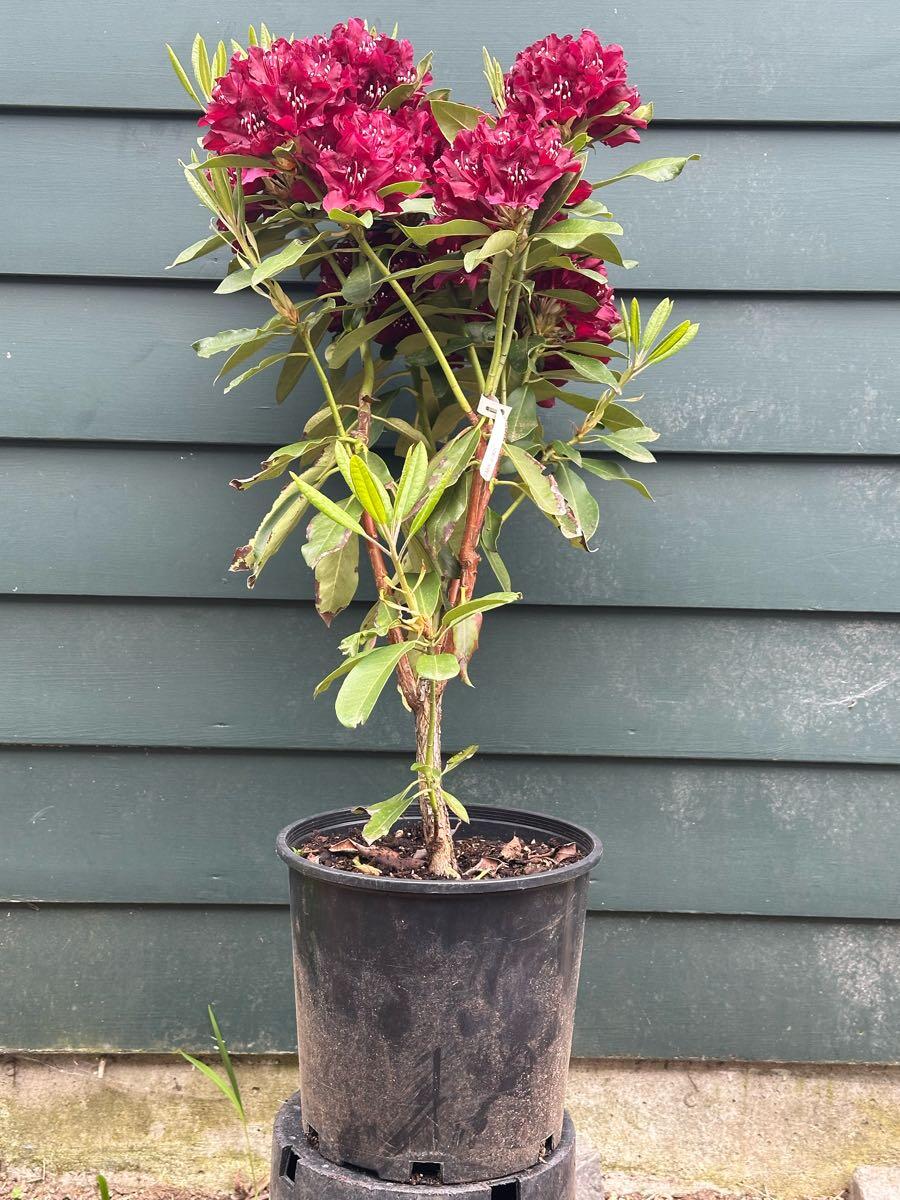 Rhododendron 'Dark Lord' For $20 In Seattle, WA | For Sale & Free  Nextdoor