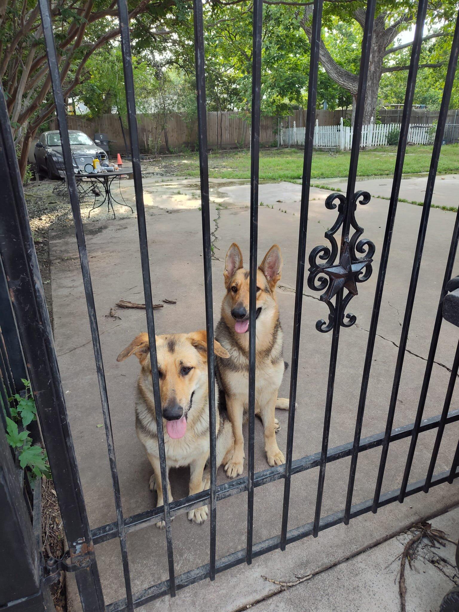 Two Females German Shepherds for Free for Free in Fort Worth, TX | For ...