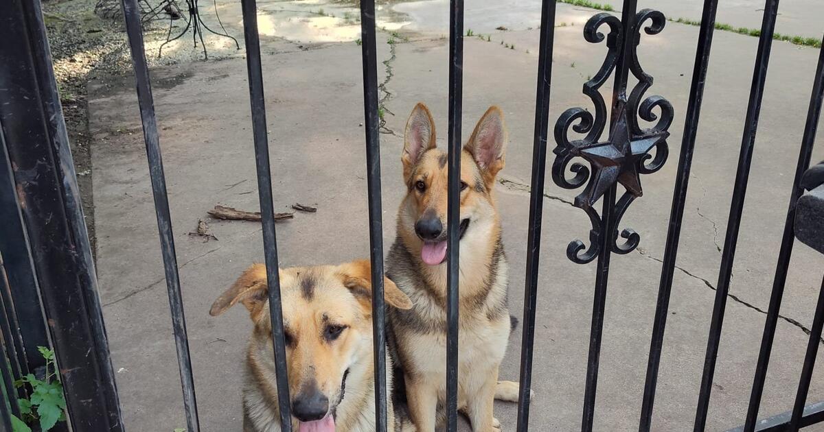 Two Females German Shepherds for Free for Free in Fort Worth, TX | For ...