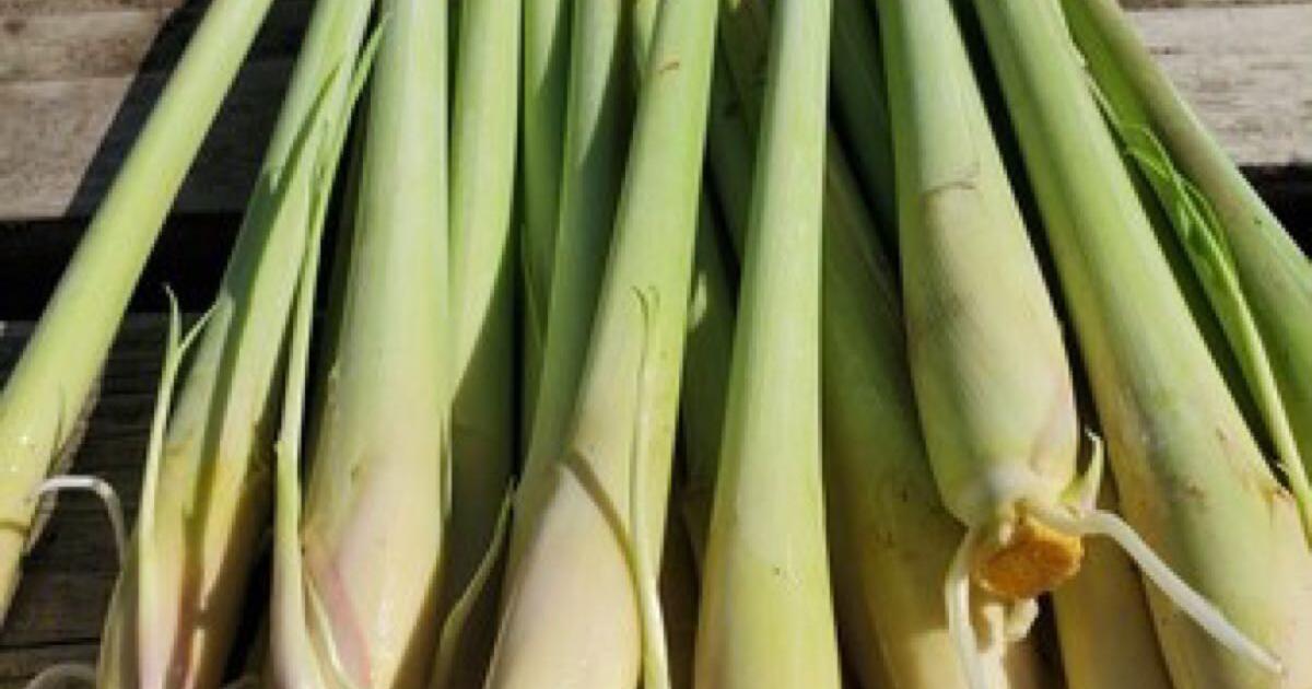 lemon-grass-citronella-rooted-stalks-for-2-in-florence-az-for