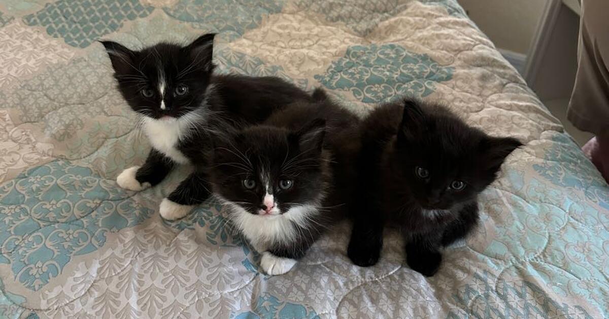 Beautiful Long Haired Tuxedo Kittens for 50 in Port Charlotte, FL For Sale & Free — Nextdoor