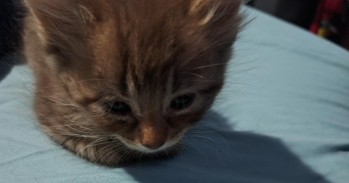 Free Kittens for Free in Columbus OH For Sale Free Nextdoor