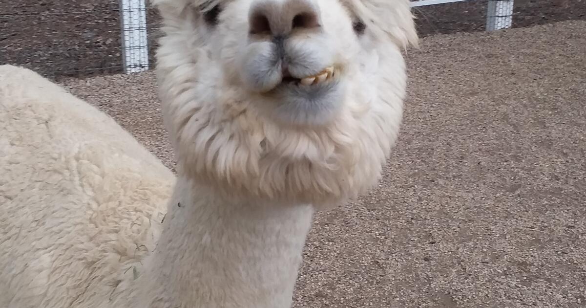 Wesmere Community Garage Sale Saturday 10/23 for Free in Ocoee, FL