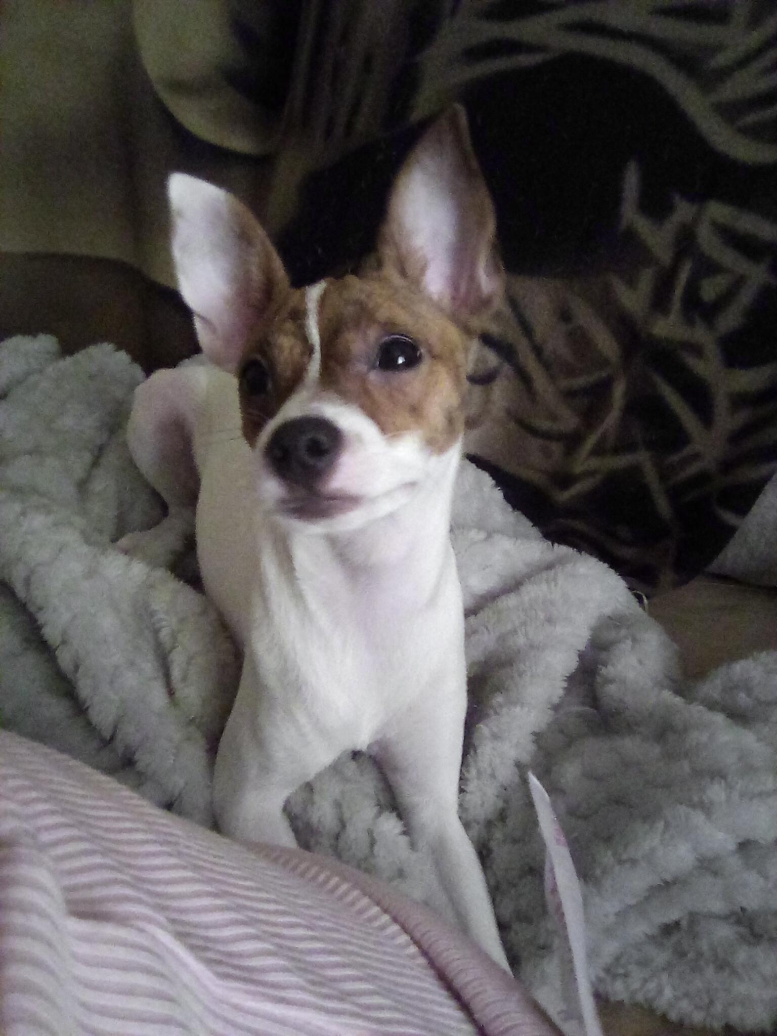 Jack Russell 6 Months Old, YOYO FEMALE BRINDLE MASK, Adoption Fee And ...