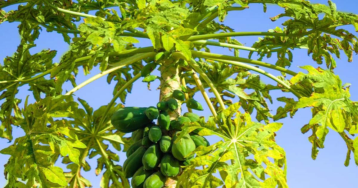 Papaya Papaya Papaya Give away or trade for Free in Merritt