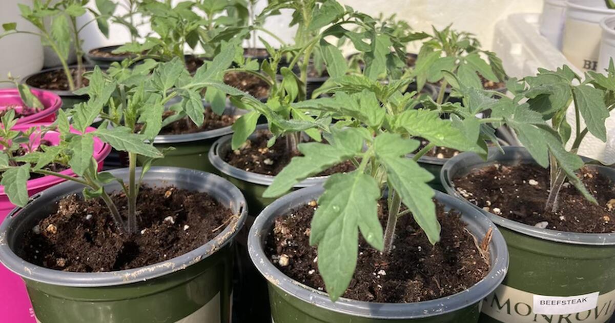 Heirloom Vegetable Plants for Sale for 5 in Nashville, TN Finds