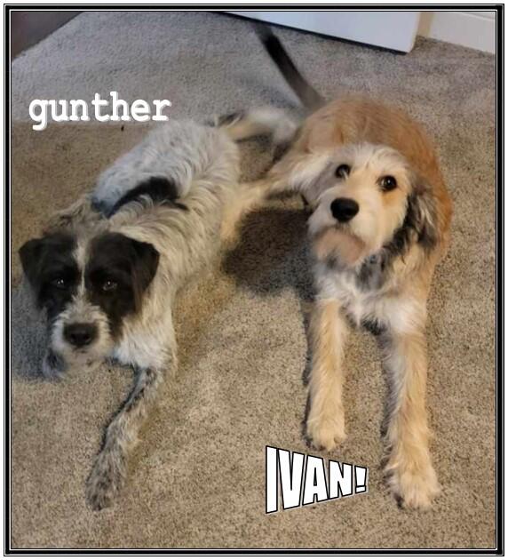 Puppies Free To A Good Home for Free in Eatonton, GA For Sale & Free