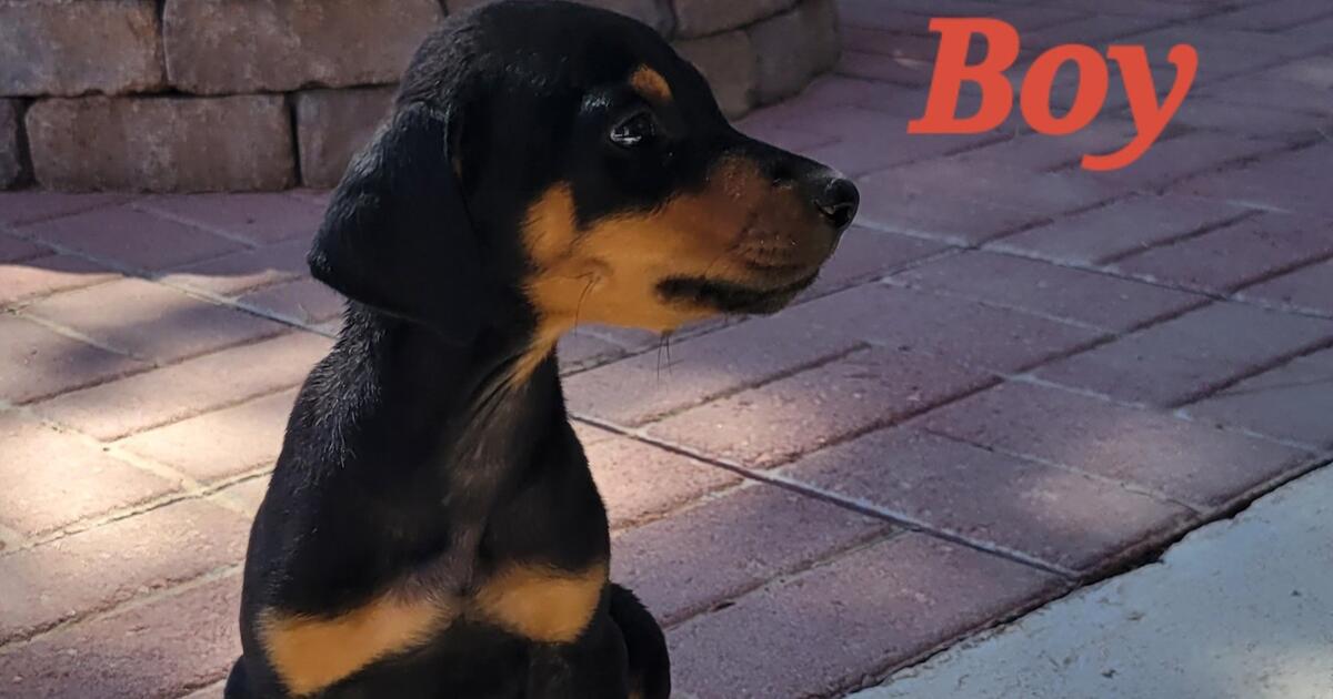 DOBERMAN PINCHER in El Paso, TX Finds — Nextdoor