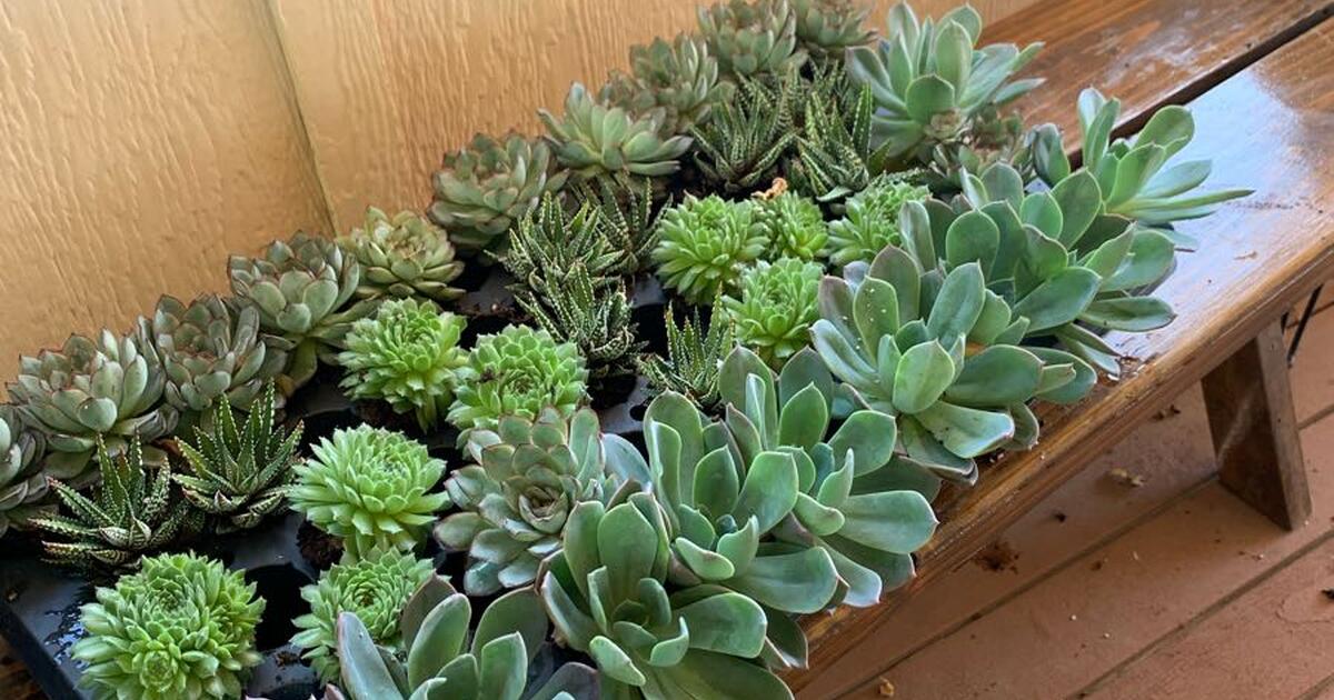 Succulents for sale. for 5 in College Place, WA Finds — Nextdoor