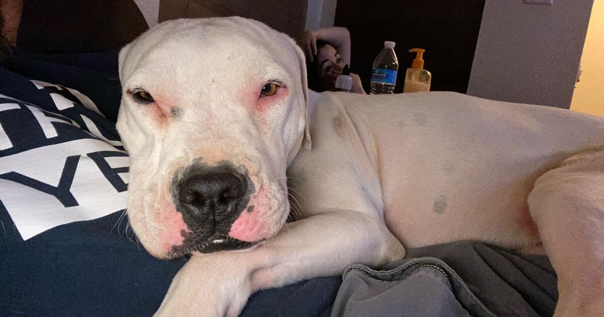 Looking to rehome my dog for Free in El Paso, TX Finds — Nextdoor