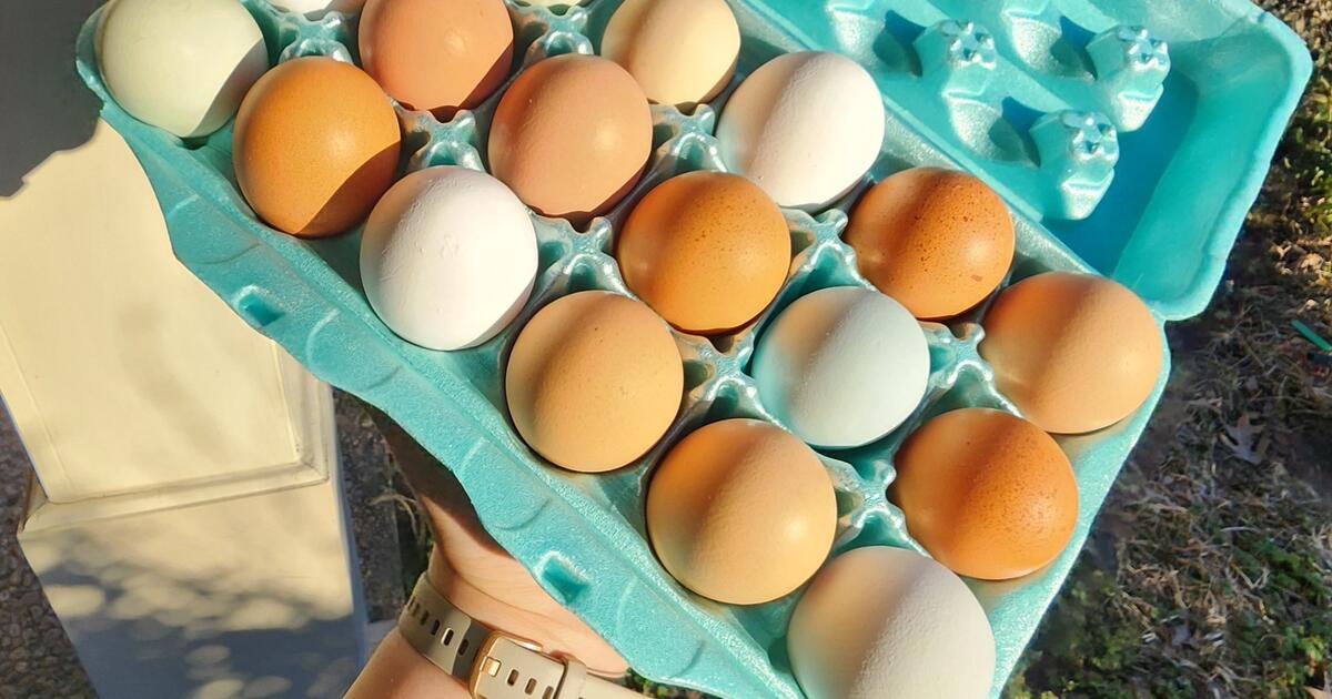Fresh Backyard Chicken Eggs for 7 in Lake Charles, LA For Sale & Free — Nextdoor