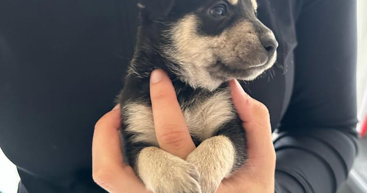 Puppies for Free in Goldsboro, NC For Sale & Free — Nextdoor