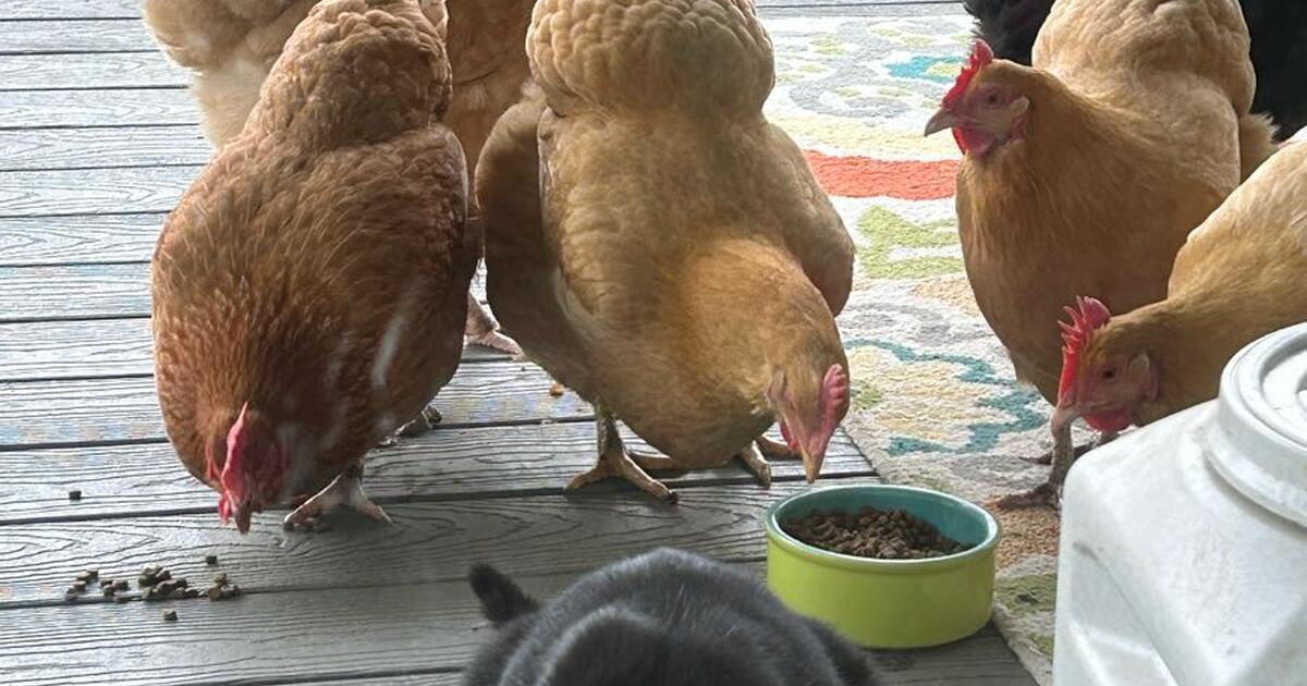 14 chickens for meat for Free in Elk Grove, CA For Sale & Free — Nextdoor
