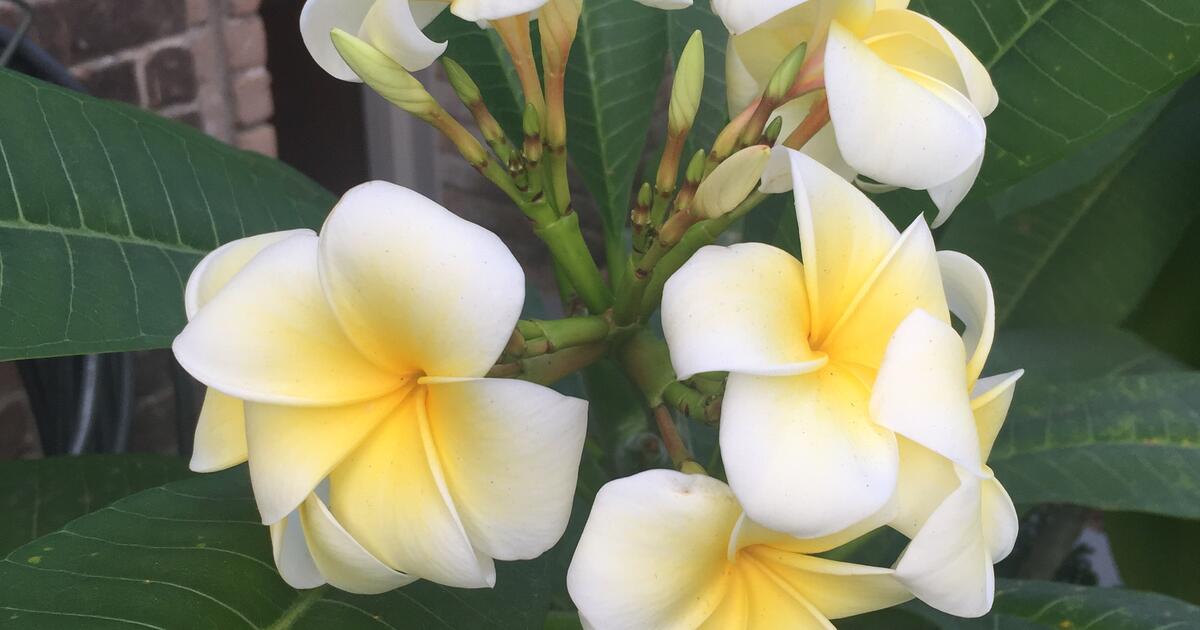 My Annual Plumeria Sale One More Weekend! for 15 in Houston, TX