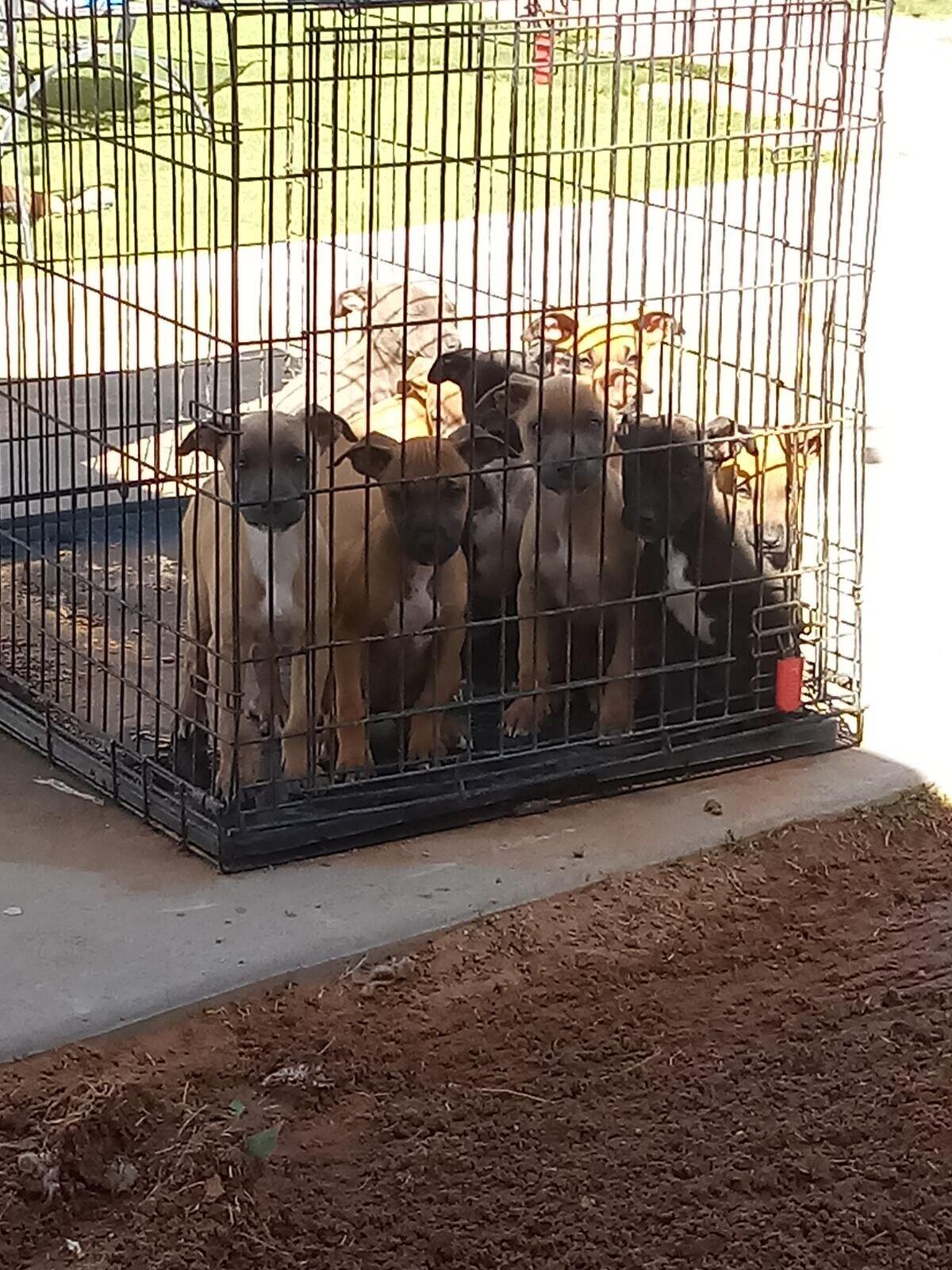 Puppies For Sale El Paso Craigslist - a6tny7x