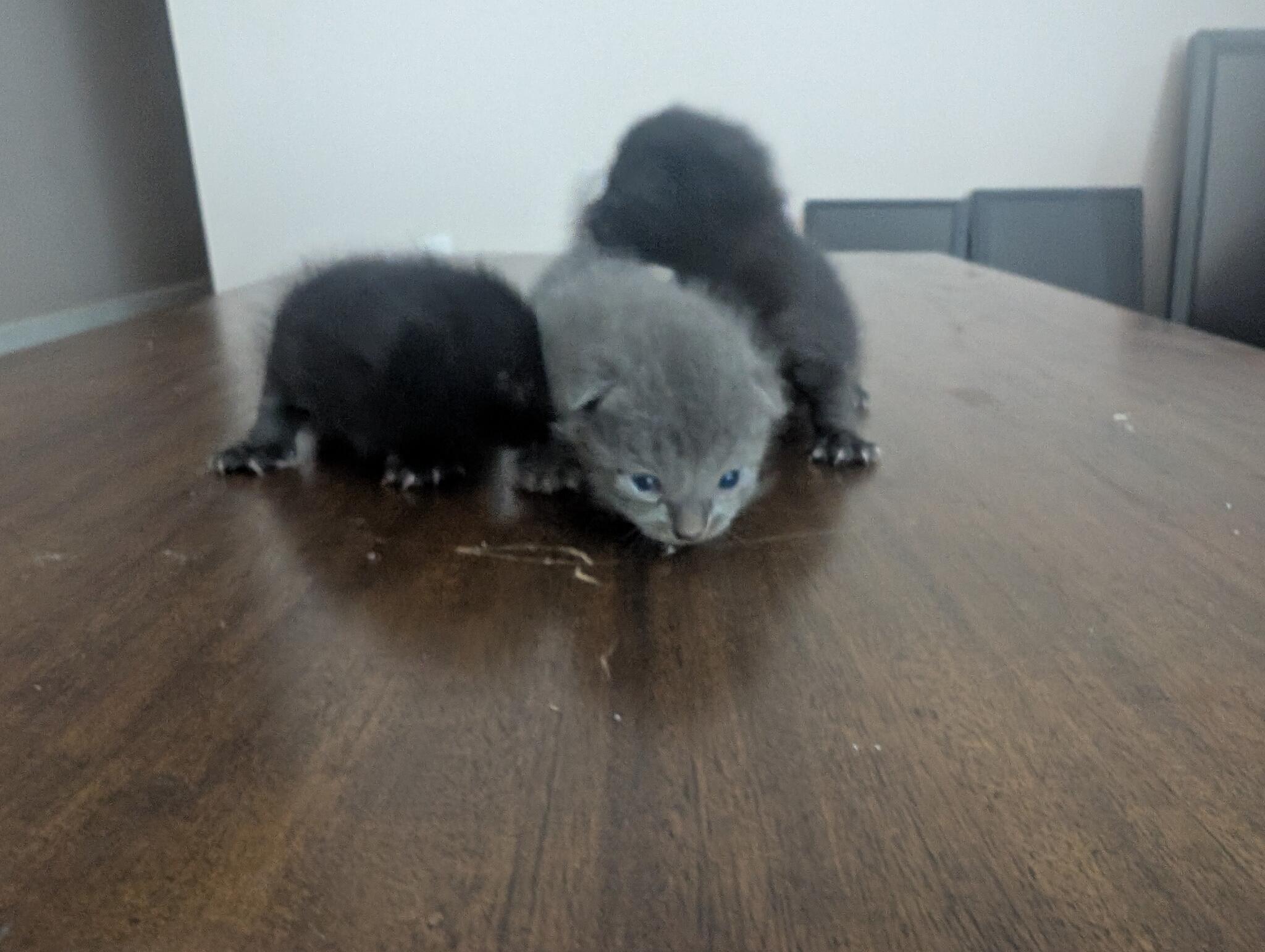 Kittens