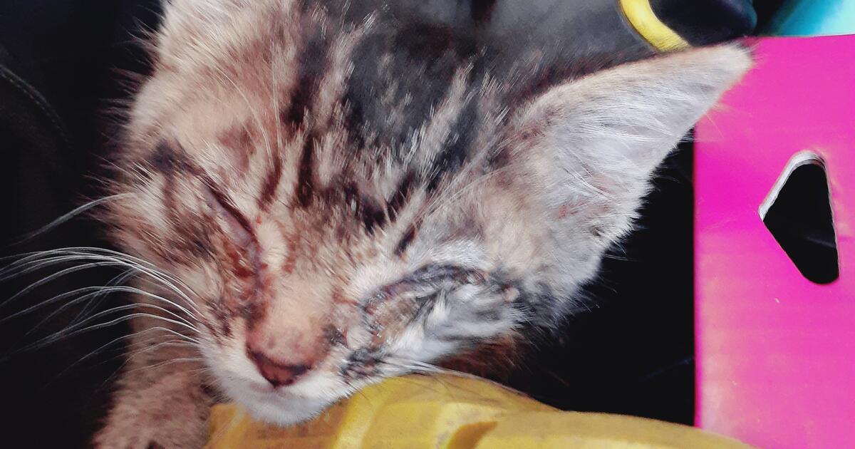 Kitten For Free In Mesa AZ For Sale Free Nextdoor kitten-for-free-in-mesa-az-for-sale-free-nextdoor