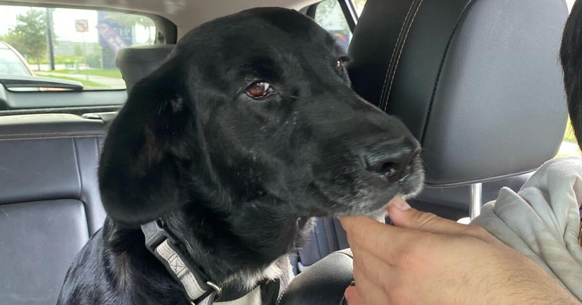 Looking for a new home!!! NO REHOME FEE for Free in Katy, TX For Sale