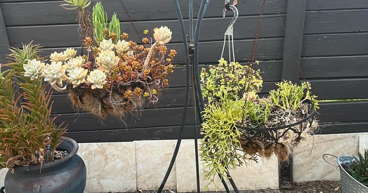 Plants succulents in pots in Oxnard, CA For Sale & Free — Nextdoor