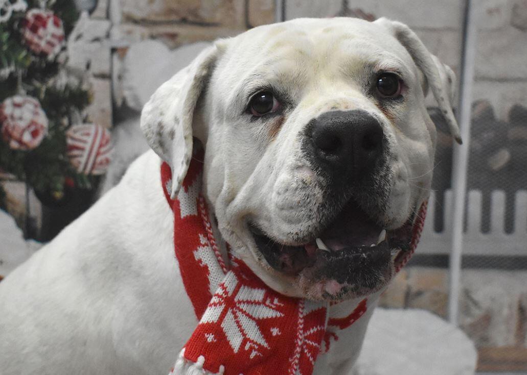 Aurora Animal Shelter Offering 30 Dog Adoption Special! (City of