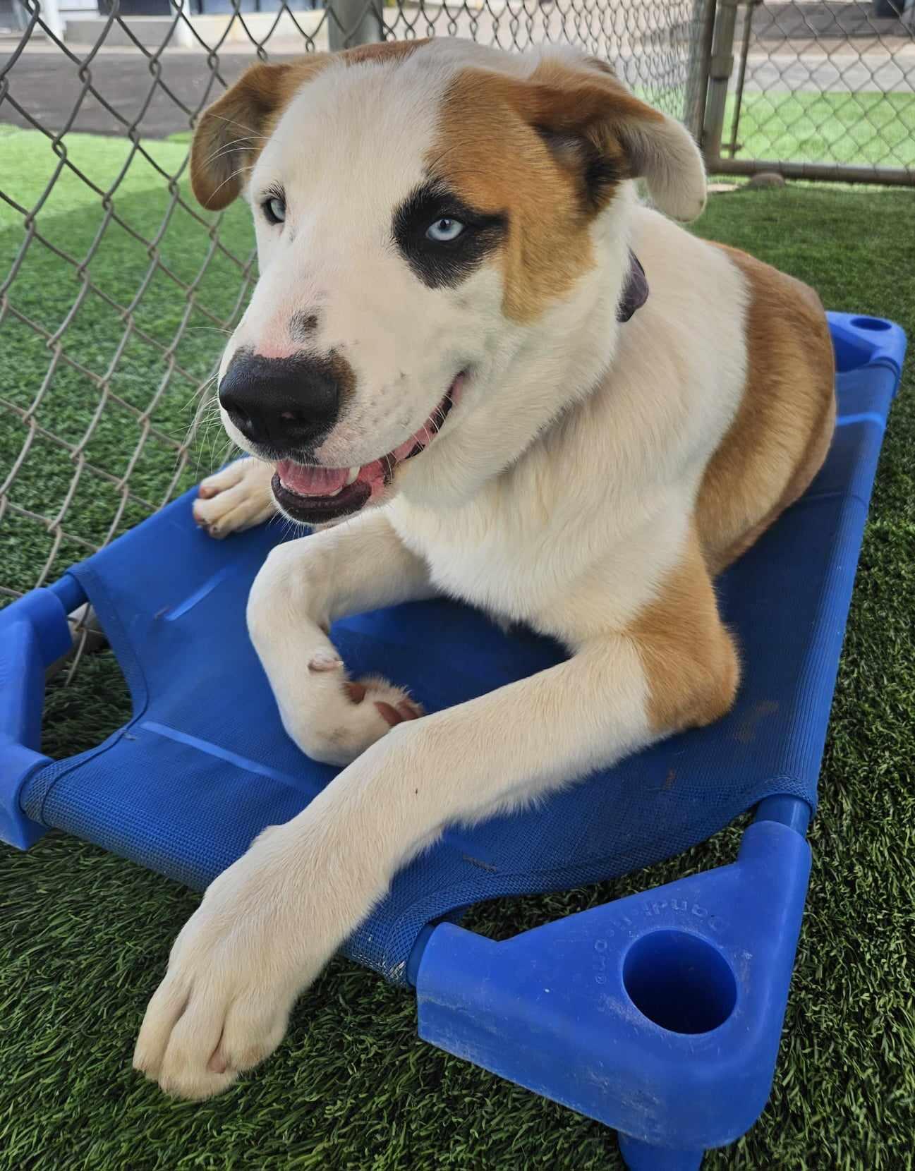 Discover New Furry Friends at the AJ Animal Control Facility (City of