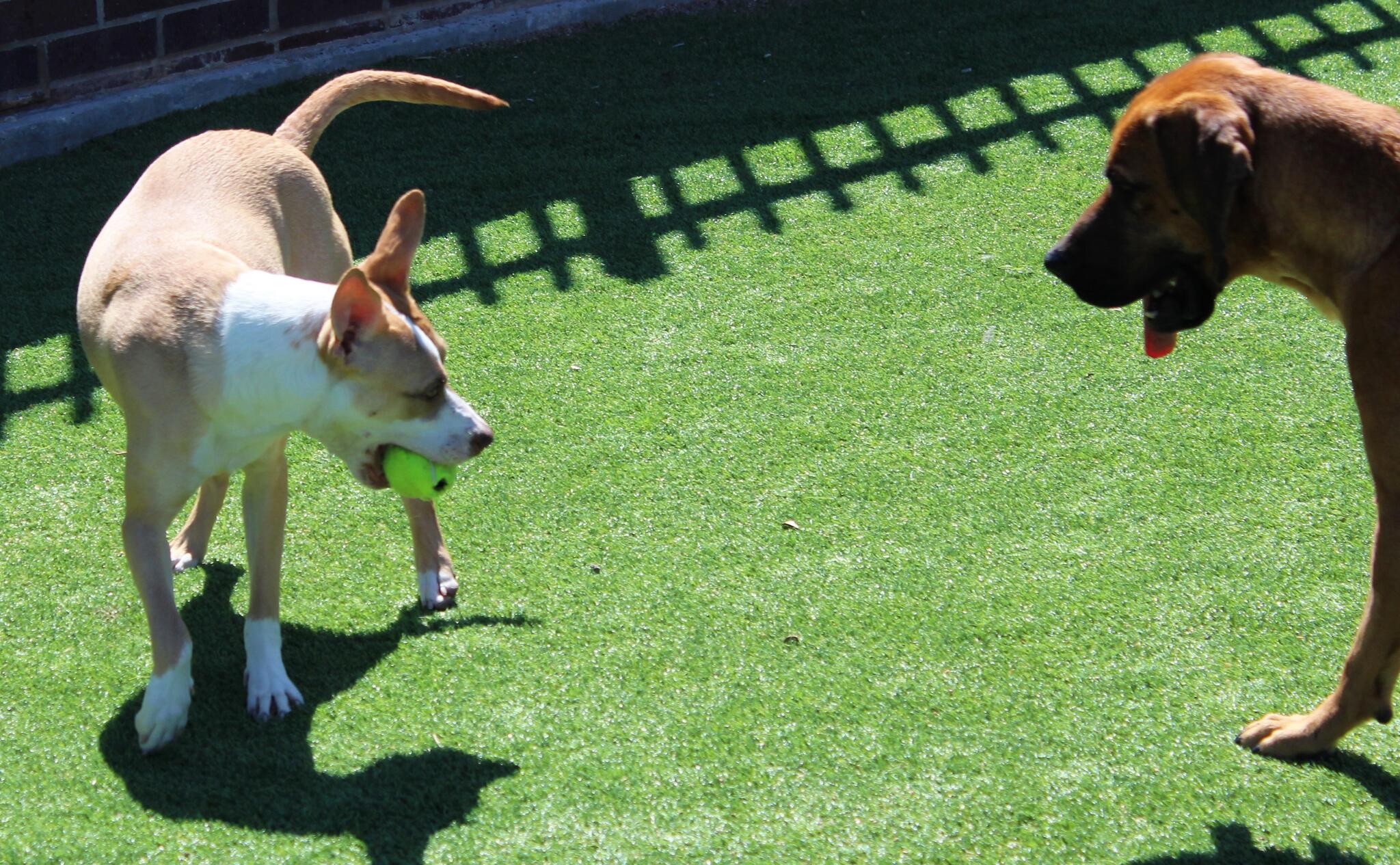 the-animal-adoption-center-is-full-city-of-farmers-branch-nextdoor