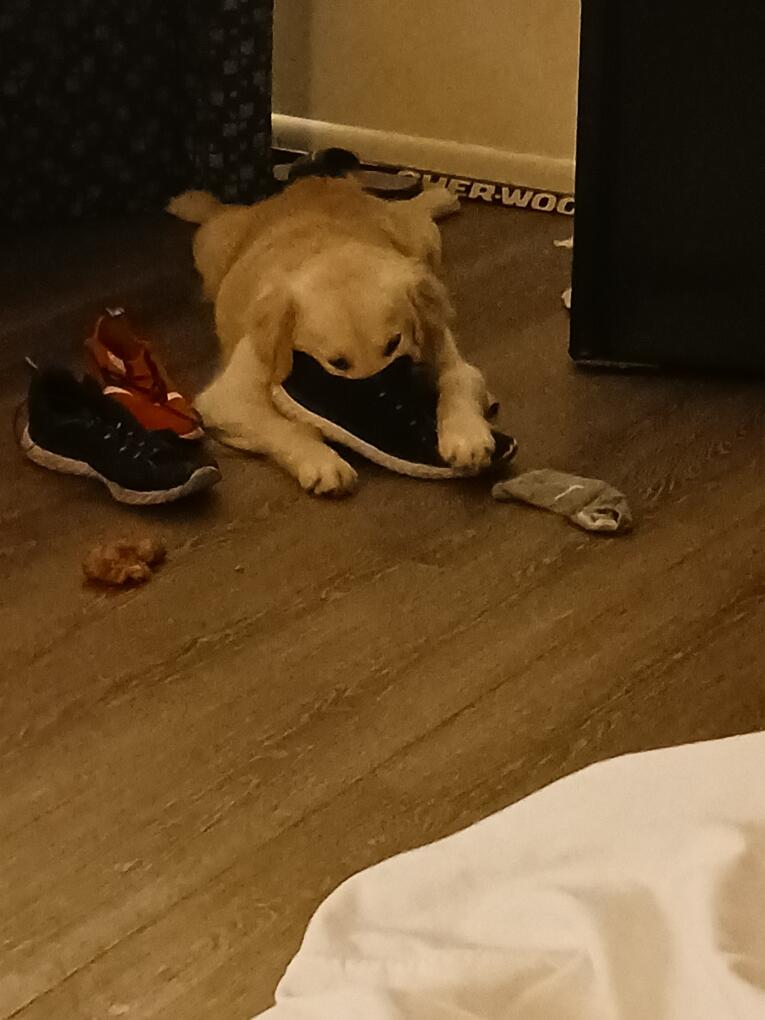 2 dogs in Kutztown, PA For Sale & Free — Nextdoor