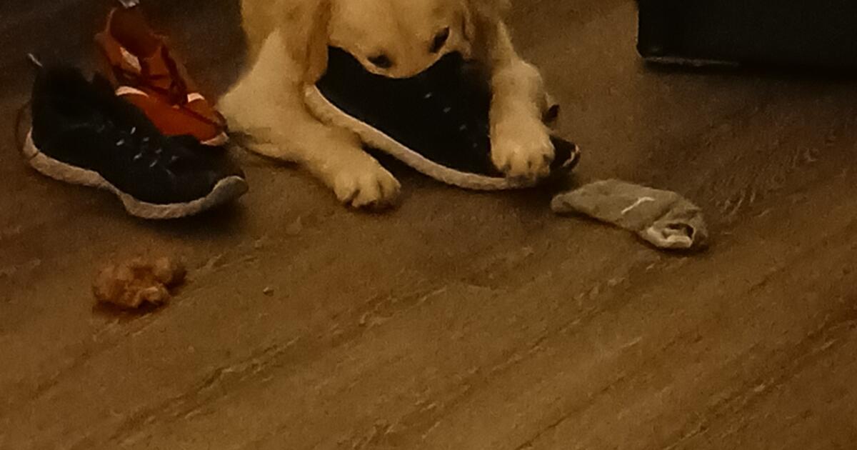 2 dogs in Kutztown, PA For Sale & Free — Nextdoor