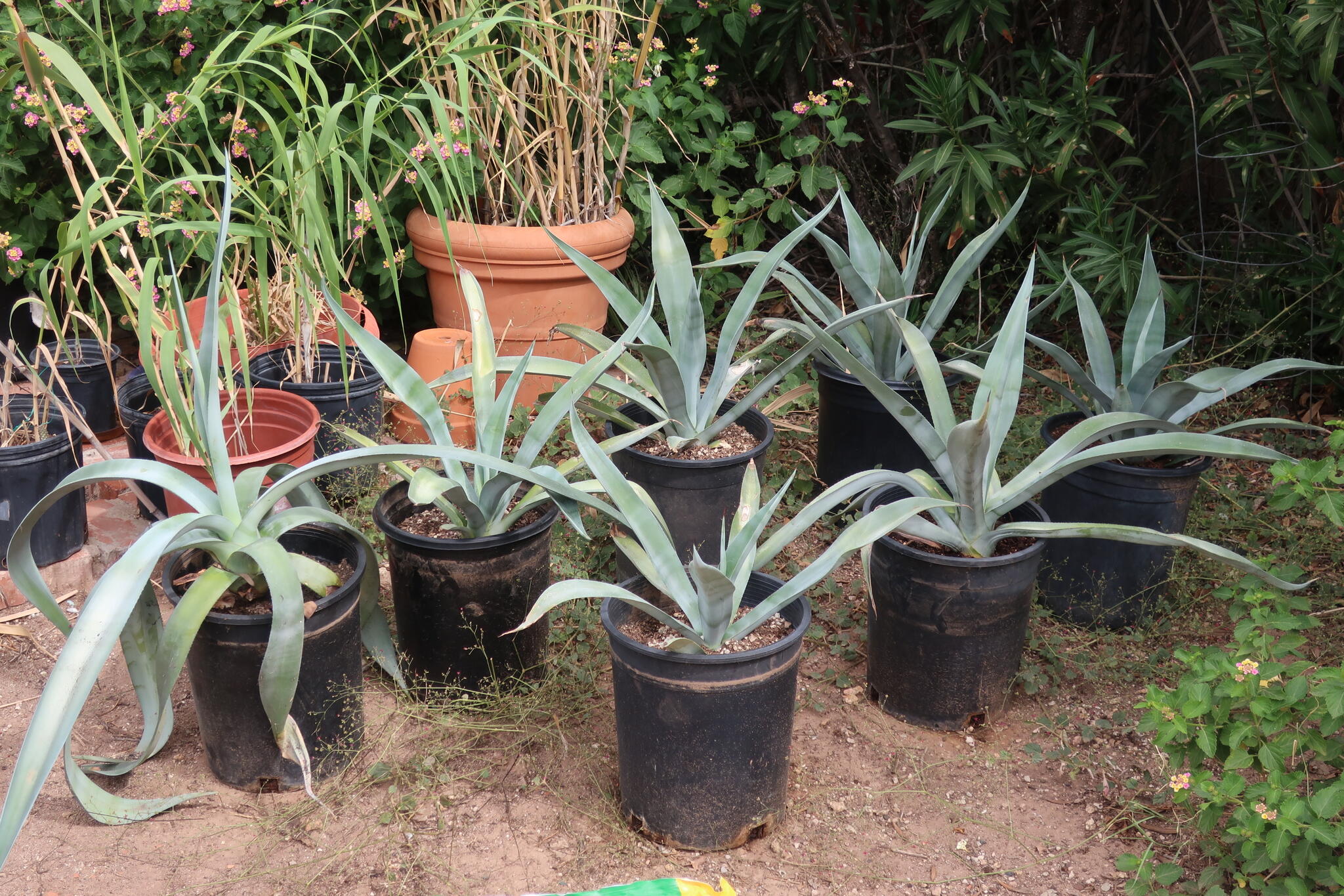 Agave plants for sale for $7 in Phoenix, AZ | For Sale & Free — Nextdoor