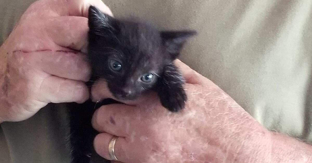 Kittens for 10 in Akron, OH For Sale & Free — Nextdoor