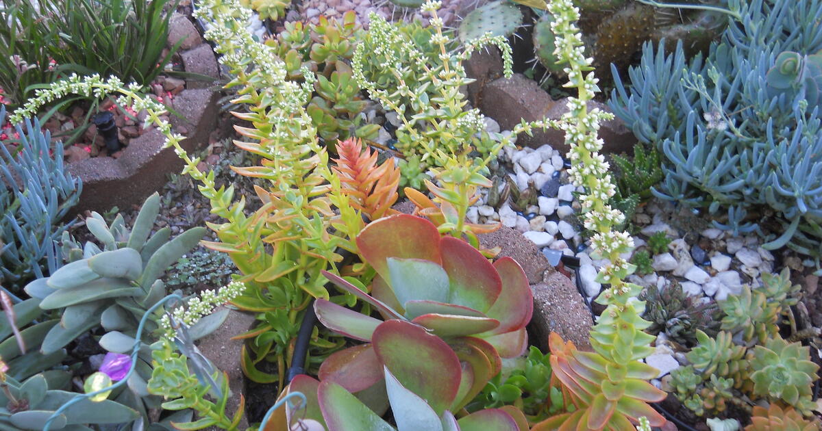 succulents for Free in San Diego, CA | Finds — Nextdoor