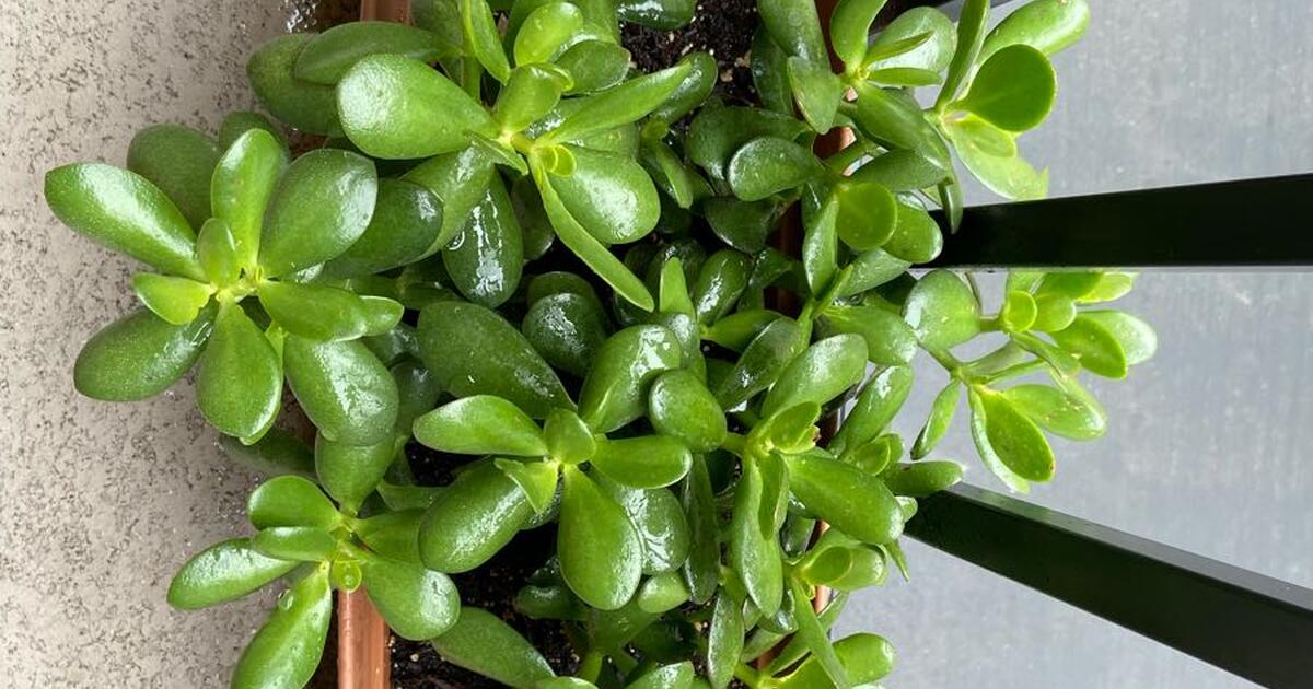 Jade plant for sale for 25 in San Ramon, CA For Sale & Free — Nextdoor
