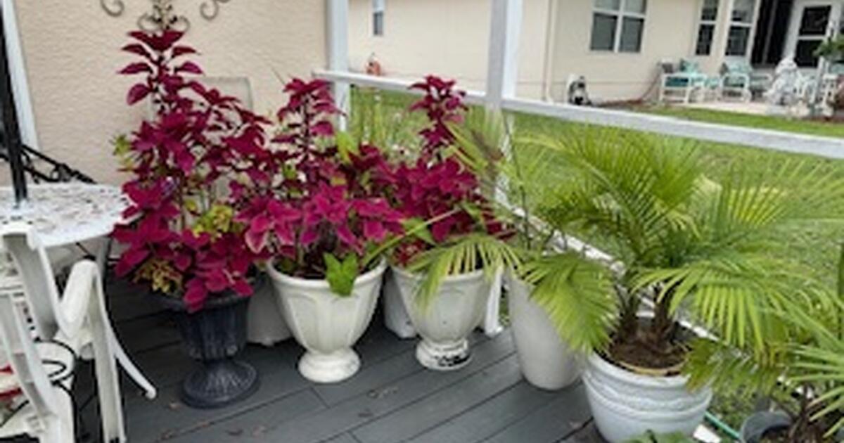 Plants for Sale in Stonecrest in Summerfield, FL For Sale & Free