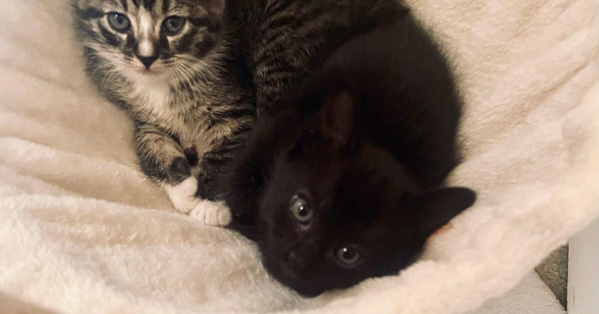 Free kittens for free in lubbock tx for sale free nextdoor