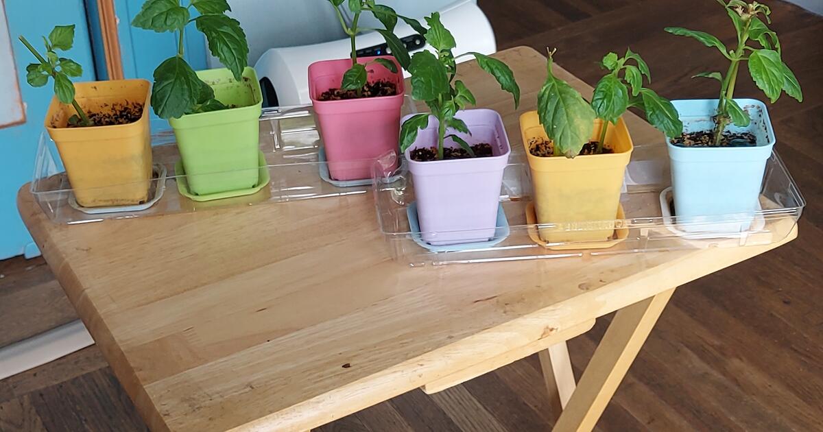 Live patchouli plants grown in Berkeley for 5 in Berkeley, CA For