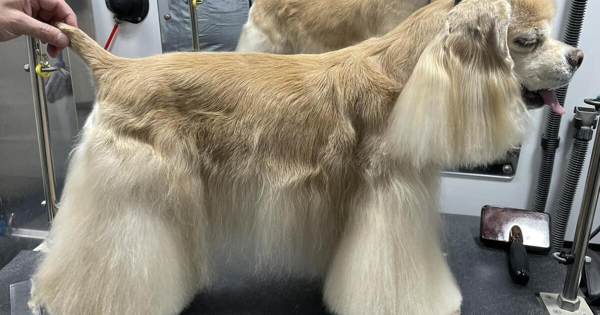 Dog Boarding and Grooming for 45 in Pensacola, FL For Sale & Free — Nextdoor