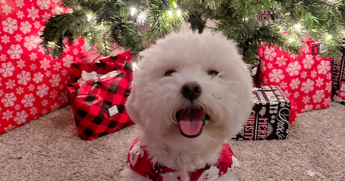 dog-rehoming-for-50-in-fort-worth-tx-for-sale-free-nextdoor