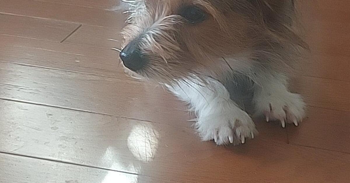 Small Dog To Good Home. for Free in Columbus, OH For Sale & Free