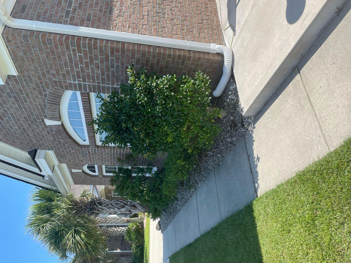 Four Holy trees & fives Bushes for Free in Little River, SC For Sale