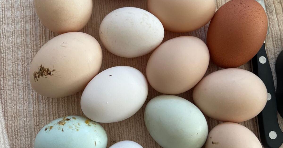 Fresh organic local eggs for 6 in Livermore, CA Finds — Nextdoor
