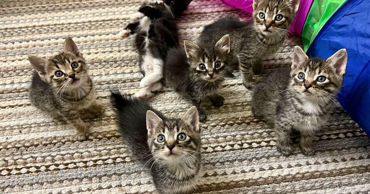 Kittens for adoption for 199 in Waukesha, WI For Sale & Free — Nextdoor